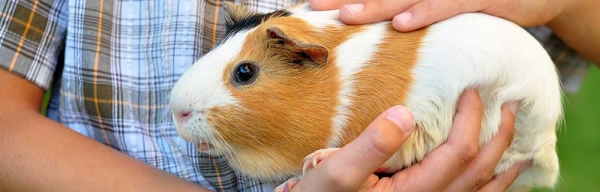what all do guinea pigs need