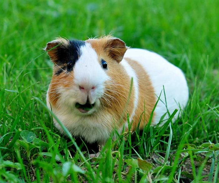 guinea pig shop online