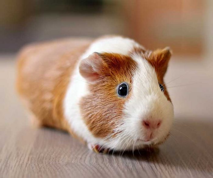 why do guinea pigs make good pets