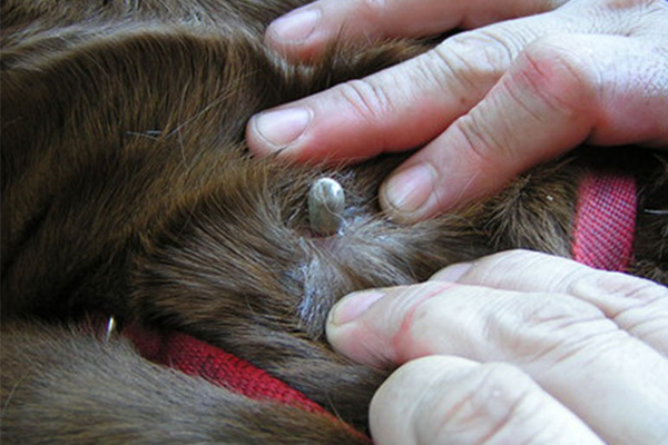 How to protect your pets from deadly paralysis ticks this season | RSPCA NSW
