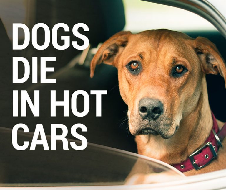 It Only Takes Six Minutes for a Dog to Die in a Hot Car | RSPCA NSW ...