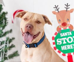 Tips to keep pets happy and healthy this holiday season
