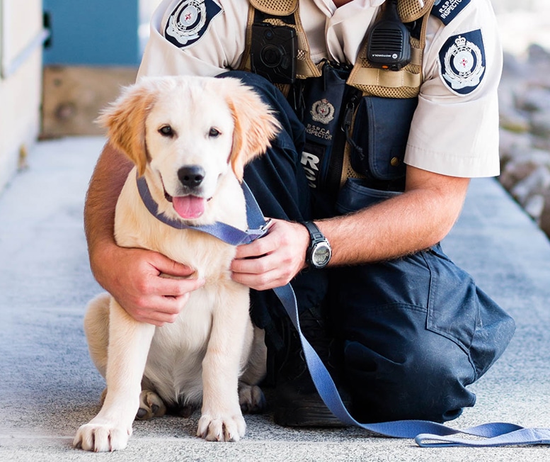 Reporting Animal Cruelty at RSPCA NSW RSPCA NSW RSPCA NSW