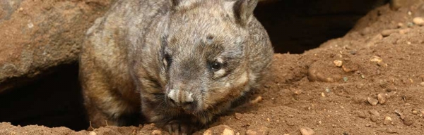 How to Help Aussie Wildlife, the Right Way | RSPCA NSW