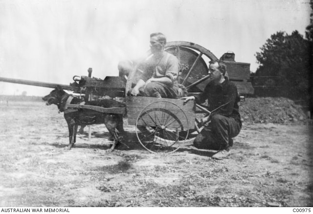 Lest We Forget | RSPCA NSW Lest We Forget | RSPCA NSW