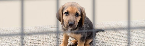 RSPCA NSW and Stray Animals | RSPCA NSW RSPCA NSW and Stray Animals | RSPCA NSW