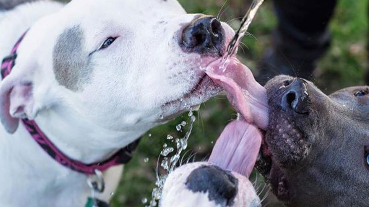 10 TOP TIPS TO KEEP PETS COOL