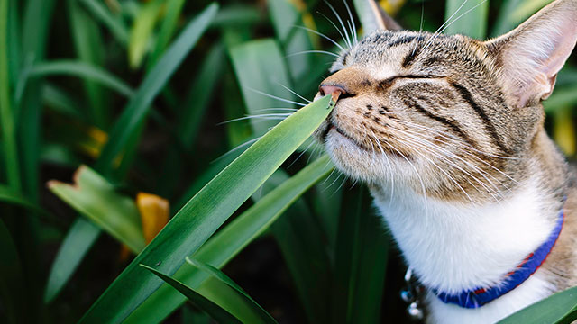 Plants Toxic To Dogs Cats