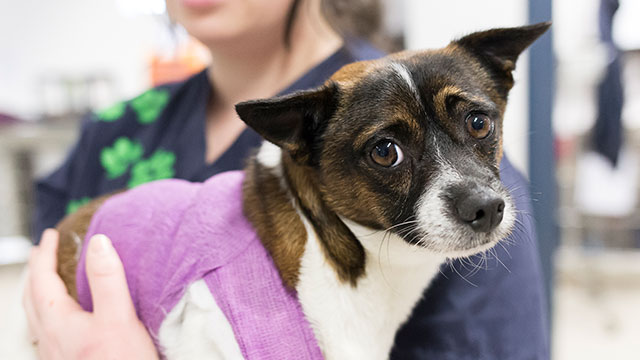 Basic Animal First Aid | RSPCA NSW
