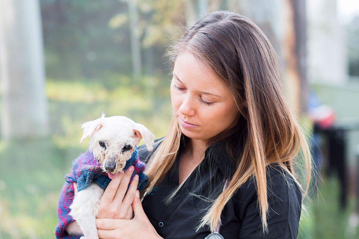 ACMGAS206 Provide Basic First Aid for Animals | RSPCA NSW