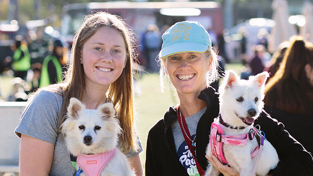 45 boxes corporate support million paws walk