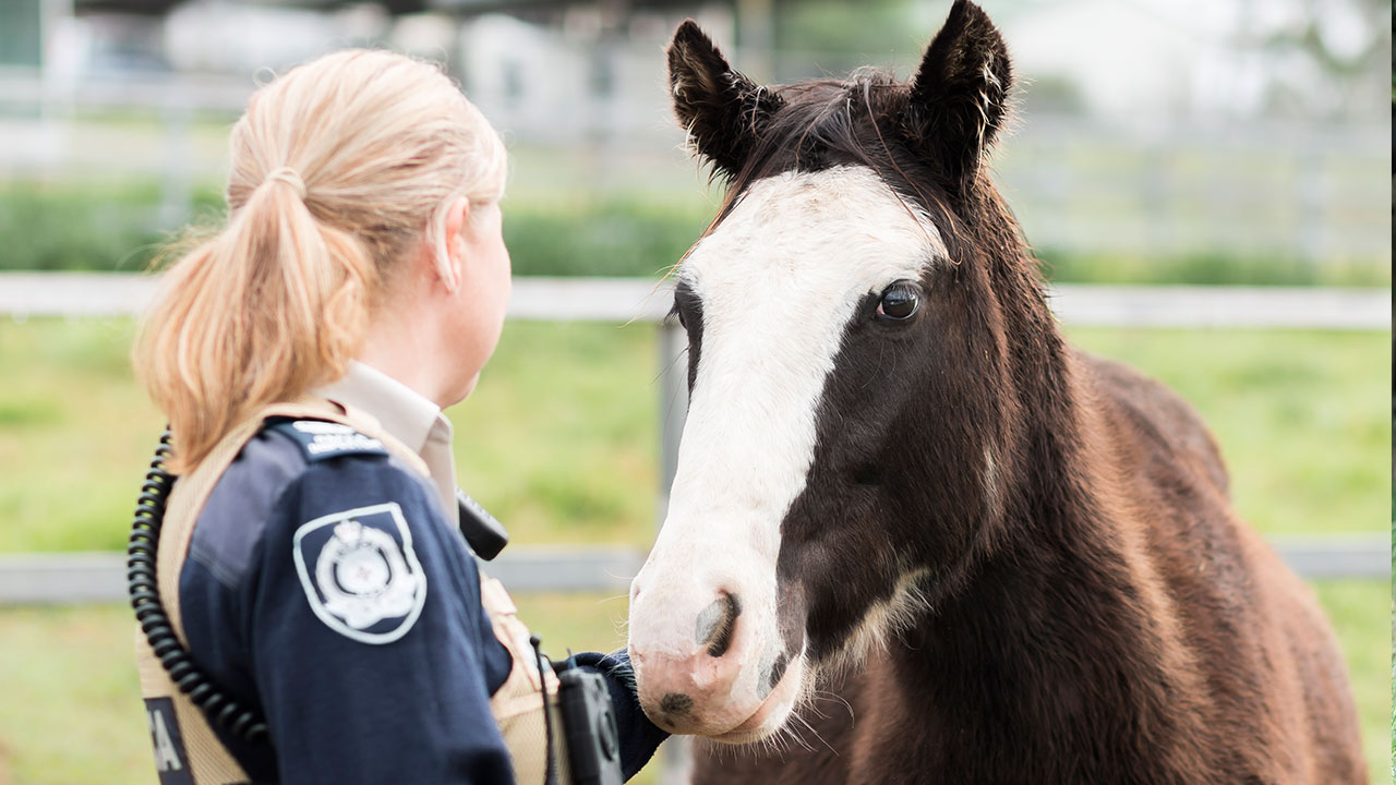 GIDDY UP RSPCA NSW LAUNCHES INAUGURAL NATIONAL RESCUE HORSE DAY