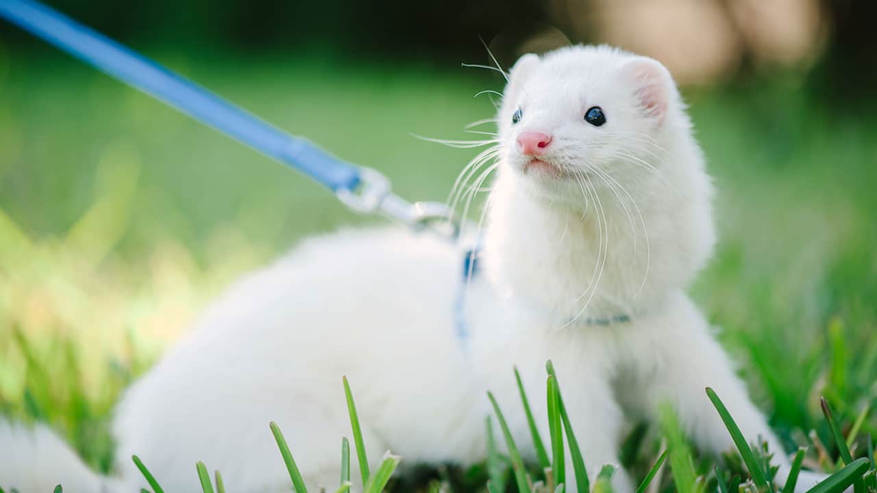 ferret animal