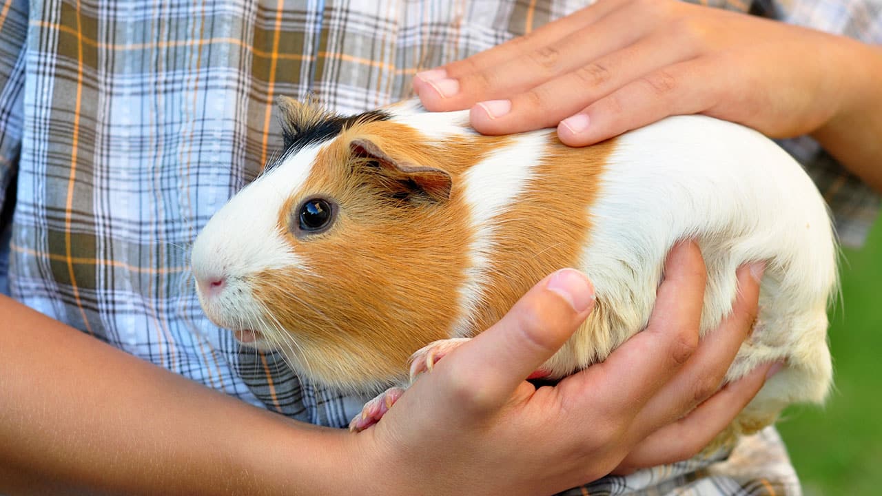 do guinea pigs get along with dogs