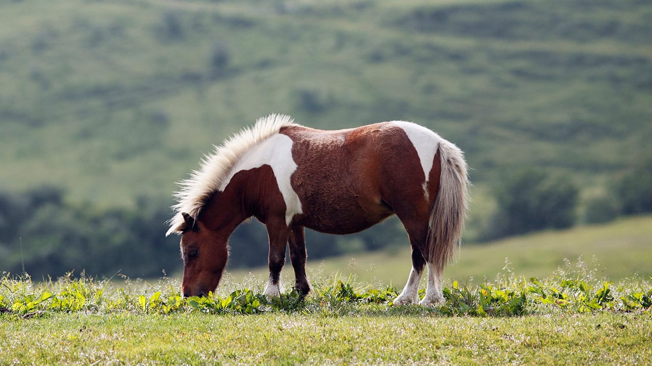 HOW TO CARE FOR YOUR HORSE