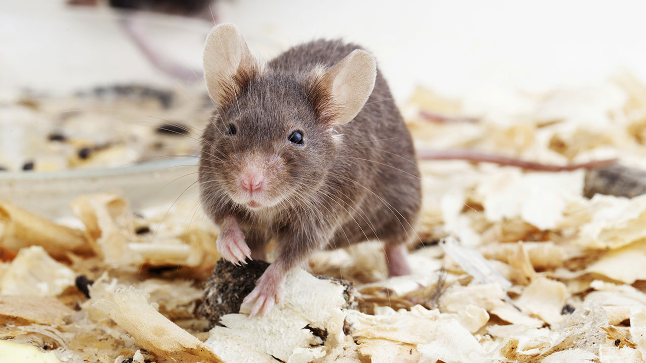 How to: Care for Your Pet Mouse | RSPCA NSW