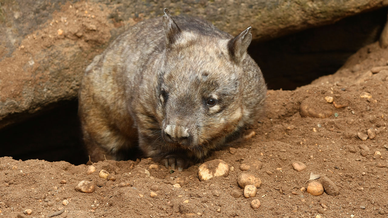 HOW TO HELP AUSSIE WILDLIFE THE RIGHT WAY