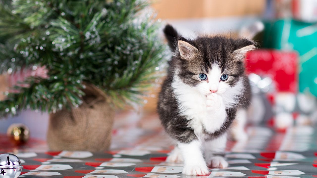 KEEPING PETS HEALTHY AND HAPPY AT CHRISTMAS