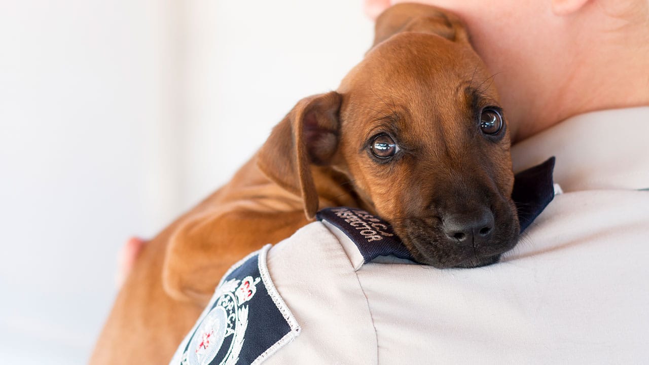 REPORTING ANIMAL CRUELTY AT RSPCA NSW