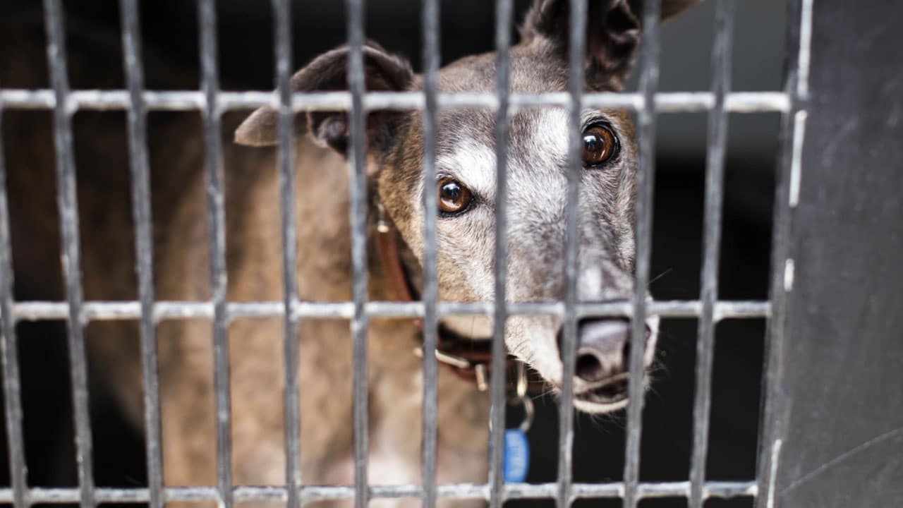 RSPCA NSW and Stray Animals | RSPCA NSW RSPCA NSW and Stray Animals | RSPCA NSW