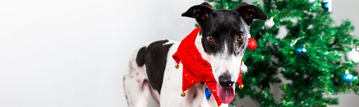 RSPCA175 17 Toy Drive Blog Banner