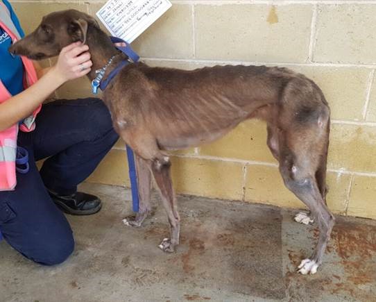 Emaciated greyhound