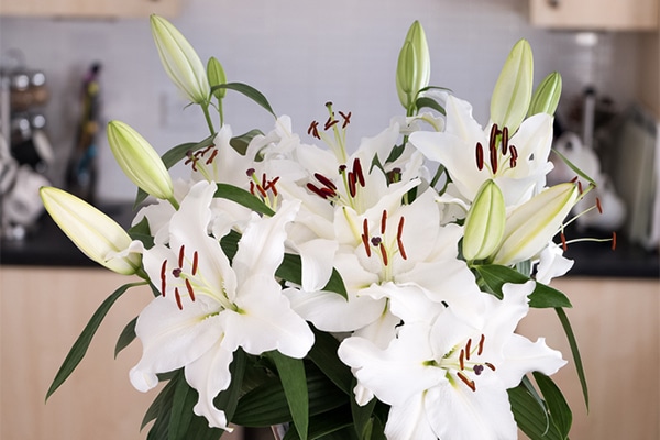 Lilies are seriously toxic to cats. 