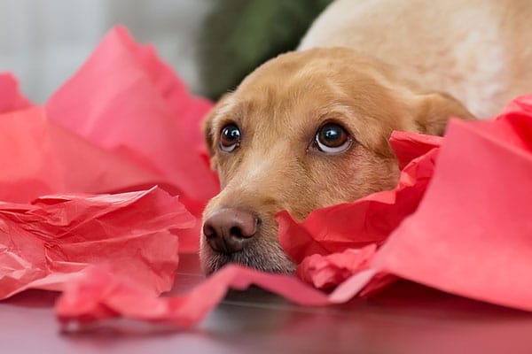 Dog in gift wrapping. 