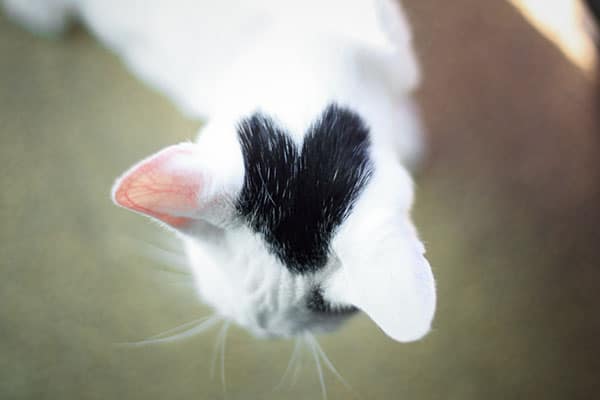 Cat with a heart-shaped mark on his head.