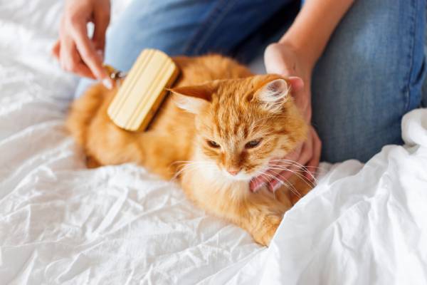 Tips for being a responsible cat owner.