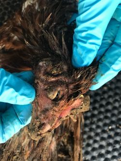 Photo of deceased chicken euthanased by expert avian veterinarian.