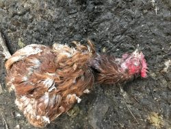 Photo of deceased chicken found during inspection.