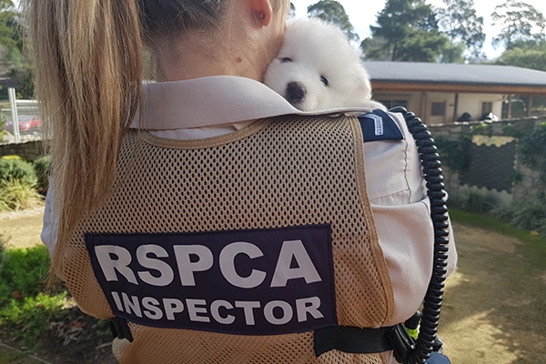 white puppy looking over inspector shoulder