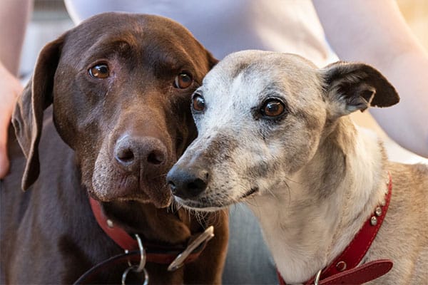 Bonded pair Jasper and Cola