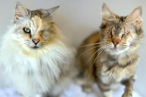 bonded pair cats