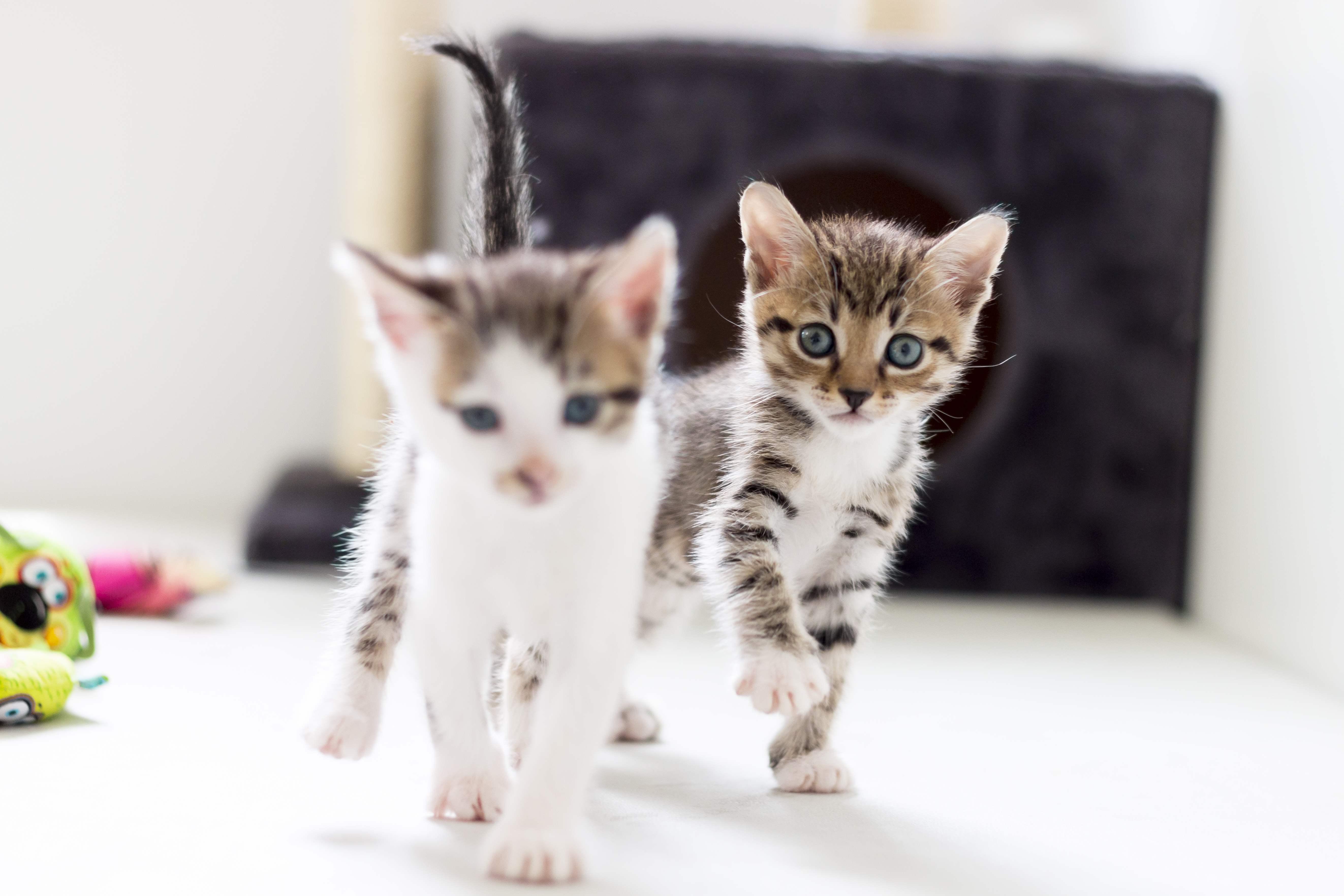 Foster Kittens Feb 15 076