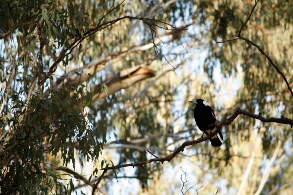 Facts about magpies