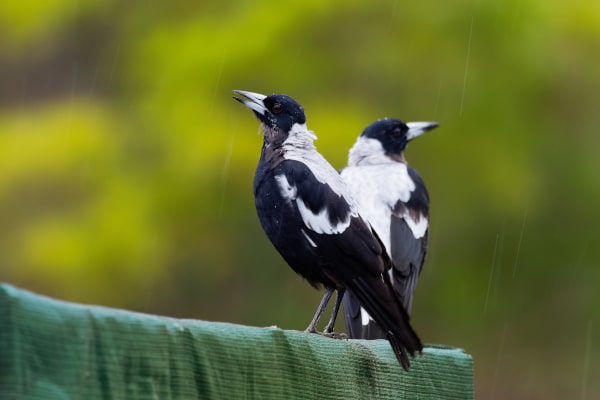 Facts about magpies