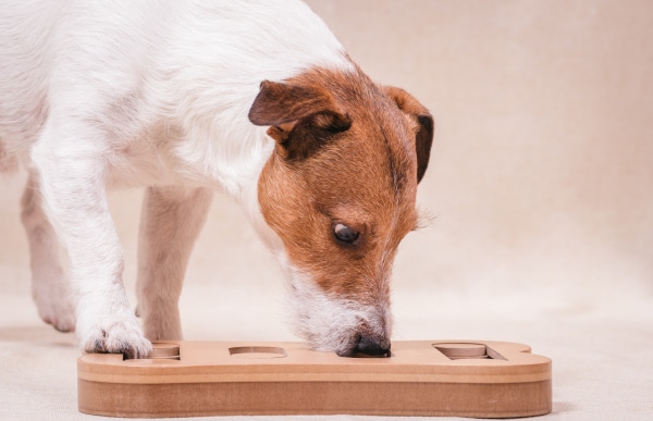 Enrichment - How to responsibly protect your pet