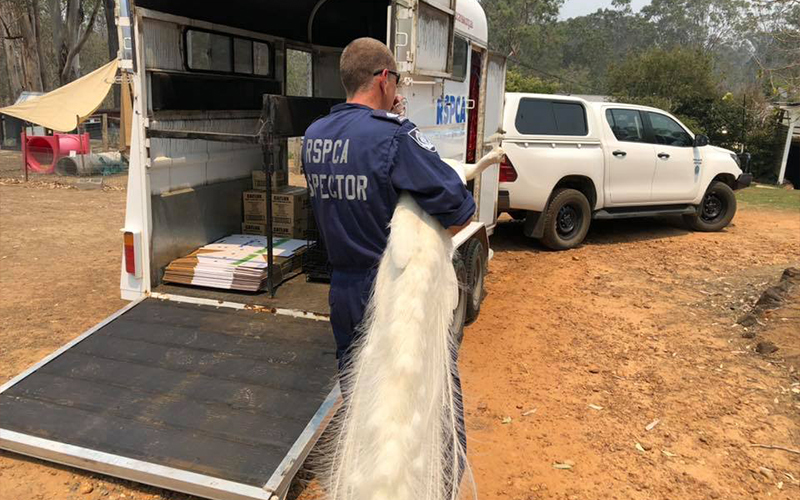 inspector helping animal, donate bushfires australia