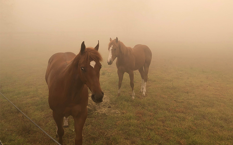 horses surrounded by smoke, donate bushfires australia