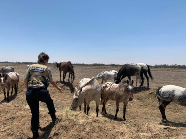 RSPCA NSW Bushfire Appeal Relief Plan