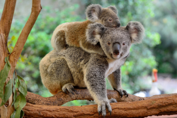 RSPCA NSW Welcomes Koala Hubs