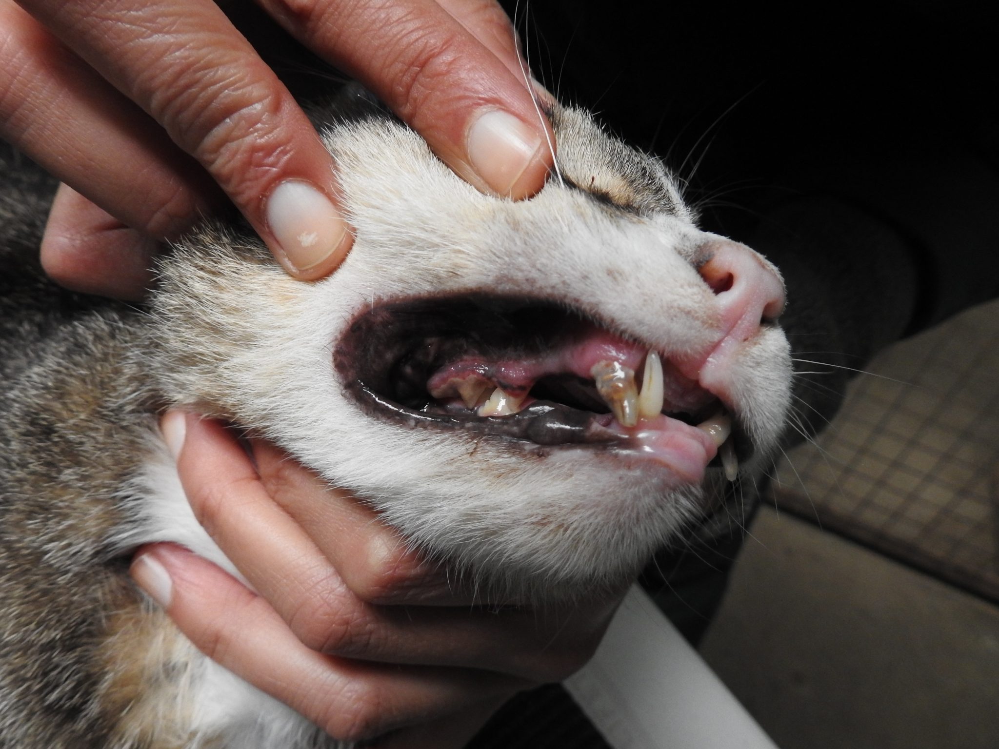 Photo 1 of cat number 9 with Grade 4 dental disease. scaled