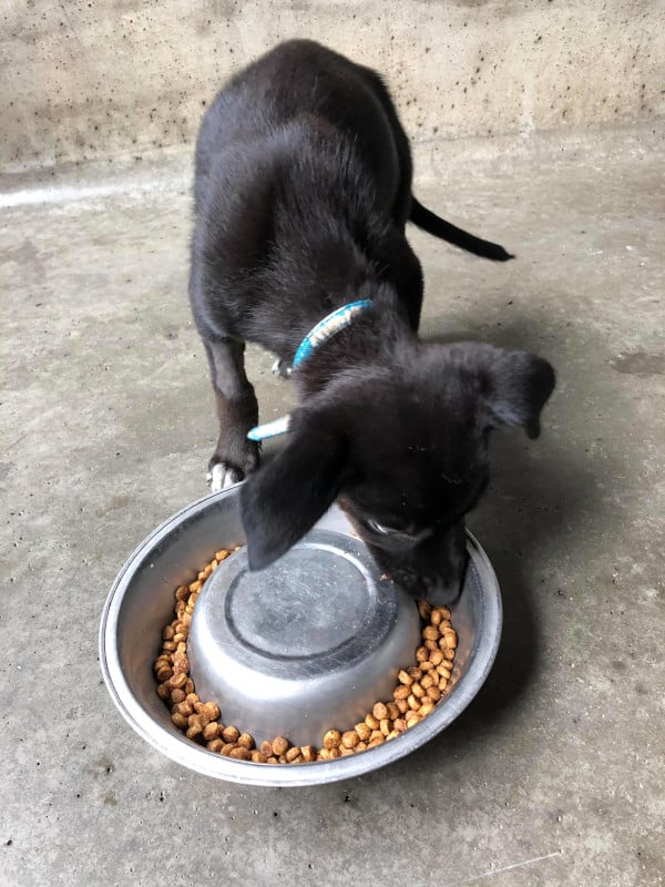 diy puzzle feeder dog