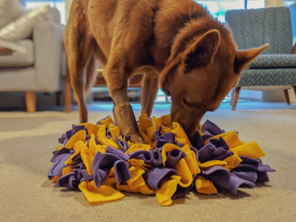 DIY Canine Enrichment Activities! 