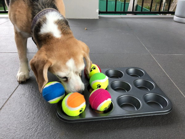https://www.rspcansw.org.au/wp-content/uploads/2020/03/muffin-tray.jpg