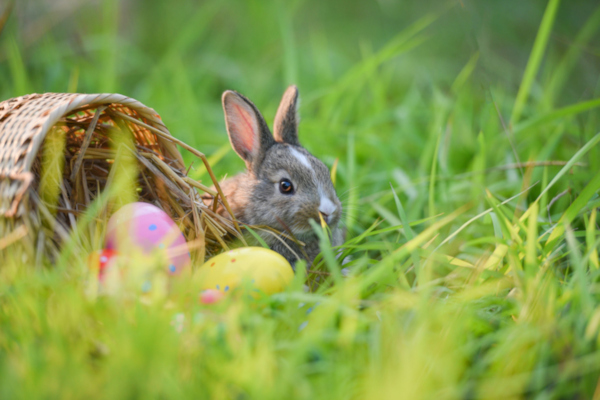 7 tips for a fun and safe Easter with your pet | RSPCA NSW - RSPCA NSW