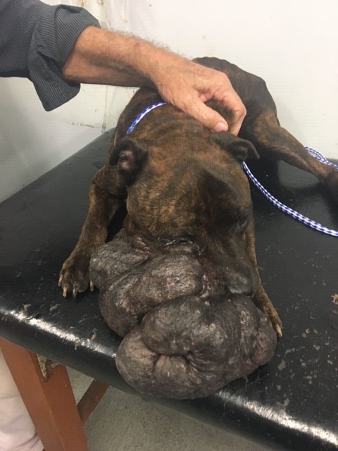 Image of the dog with the tumour 01 2