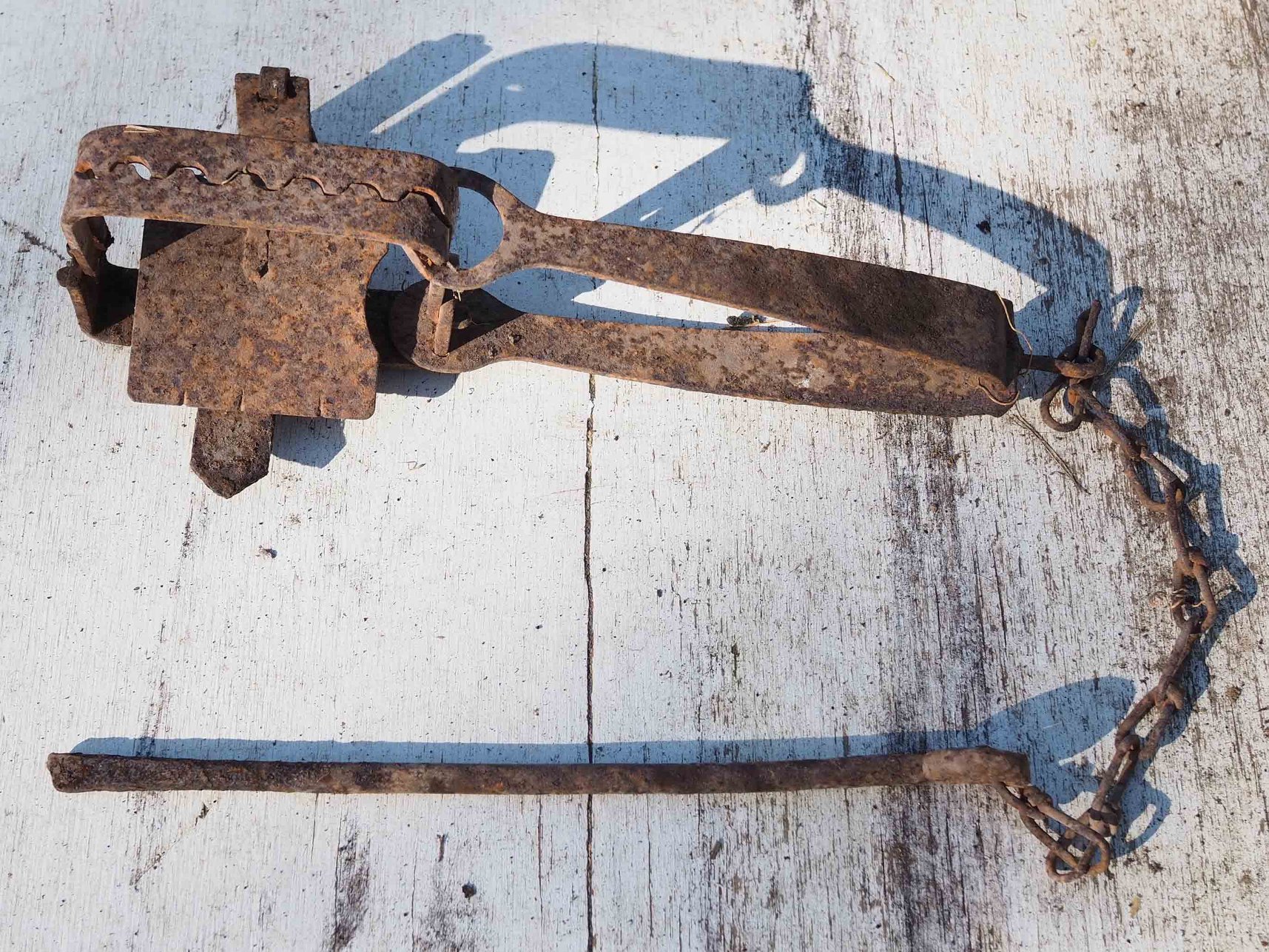 steel jaw rabbit traps for sale